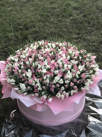 Box of 501 tulips