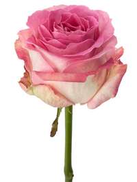 Роза сорта "Кенди аваланч"