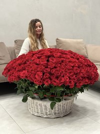 A huge basket of 301 red roses